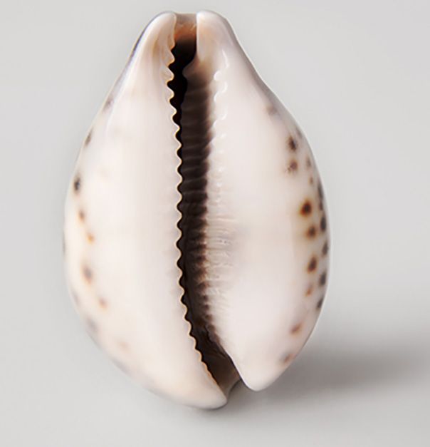 shell vagina